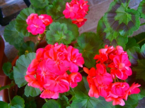 Name:  sardun1.jpg
Views: 892
Size:  39.1 KB