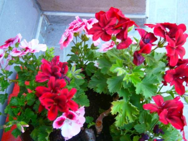 Name:  sardun5.jpg
Views: 867
Size:  50.1 KB