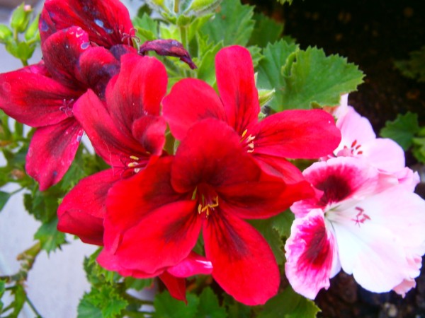 Name:  sardun6.jpg
Views: 841
Size:  66.0 KB