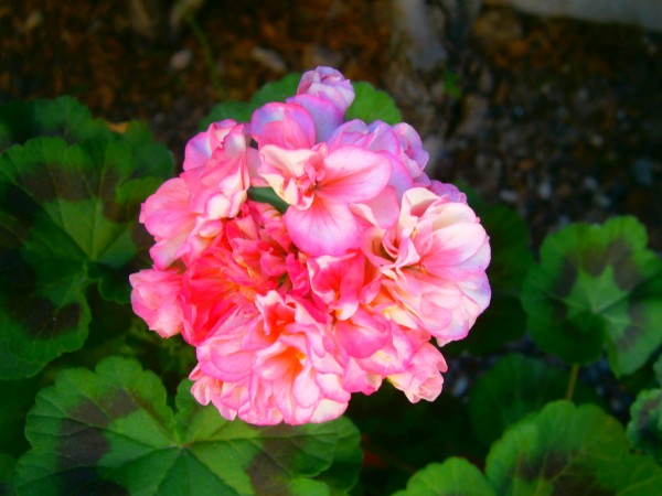 Name:  sardun3.jpg
Views: 855
Size:  59.1 KB
