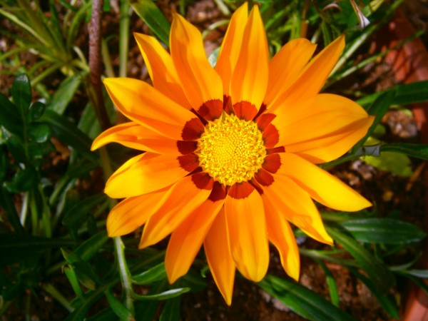 Name:  gazanya2.jpg
Views: 854
Size:  69.0 KB