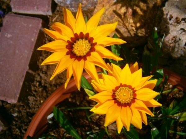 Name:  gazanya.jpg
Views: 795
Size:  42.6 KB