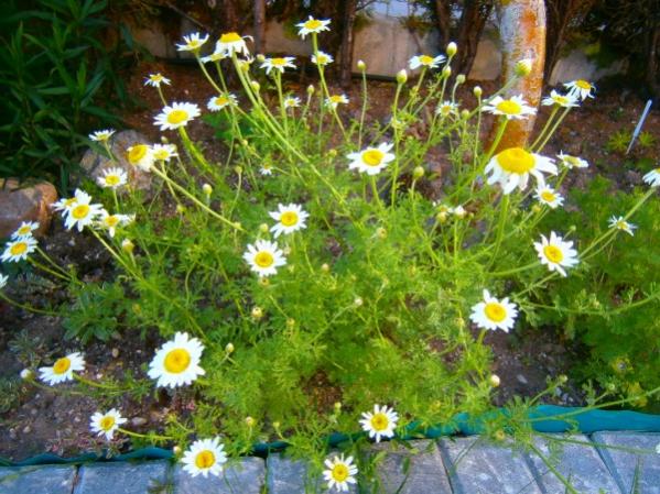 Name:  papatya.jpg
Views: 1017
Size:  64.7 KB