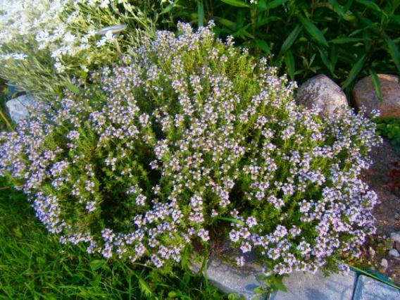 Name:  kekik.jpg
Views: 1026
Size:  72.5 KB
