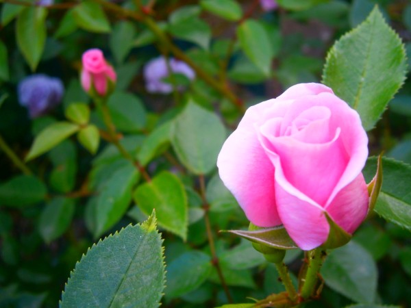 Name:  gl2.jpg
Views: 949
Size:  52.3 KB
