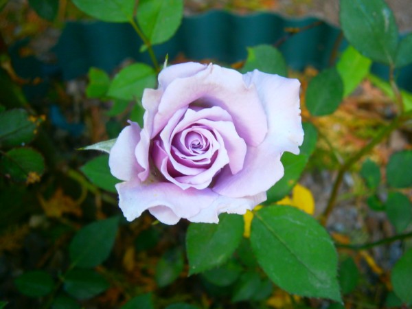Name:  gl3.jpg
Views: 1068
Size:  50.3 KB