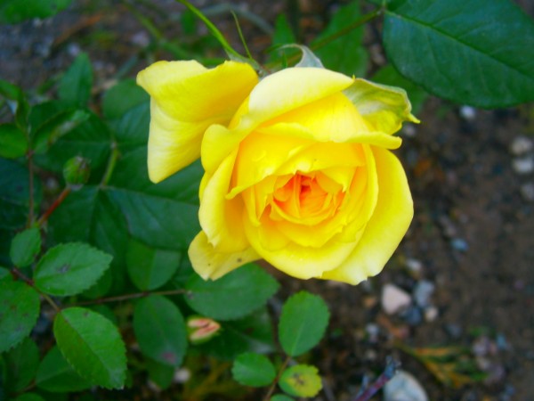 Name:  gl4.jpg
Views: 1085
Size:  50.6 KB