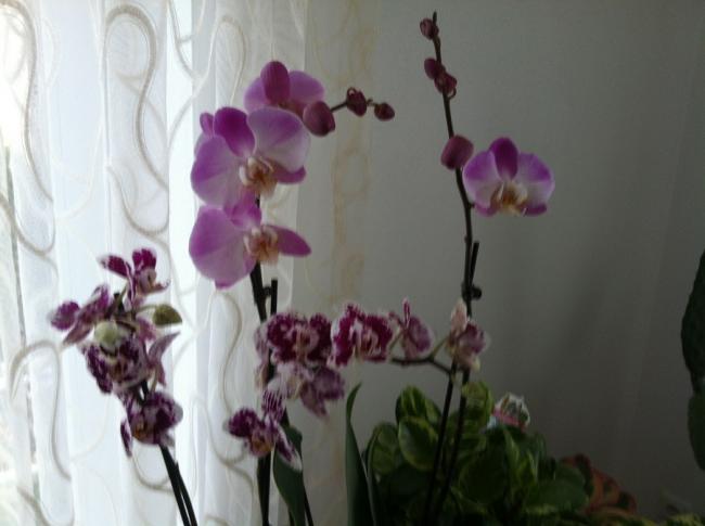 Name:  292.jpg
Views: 291
Size:  30.3 KB