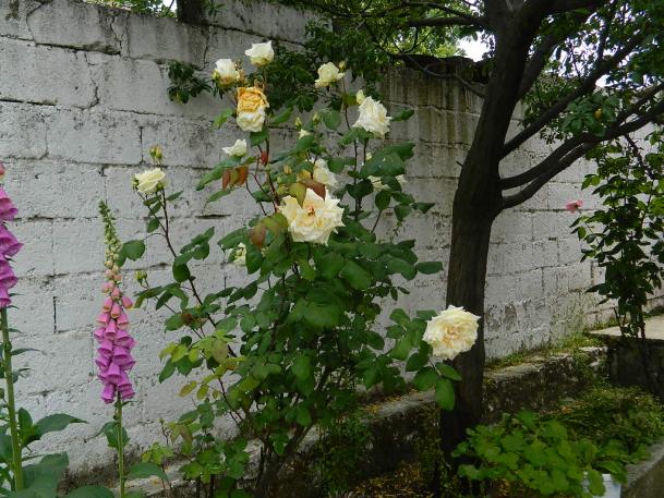 Name:  DSCN1641.jpg
Views: 302
Size:  71.1 KB