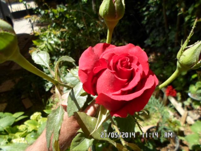 Name:  SAM_0392.jpg
Views: 346
Size:  53.5 KB