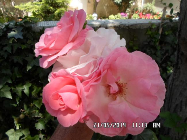 Name:  SAM_0391.jpg
Views: 315
Size:  42.8 KB