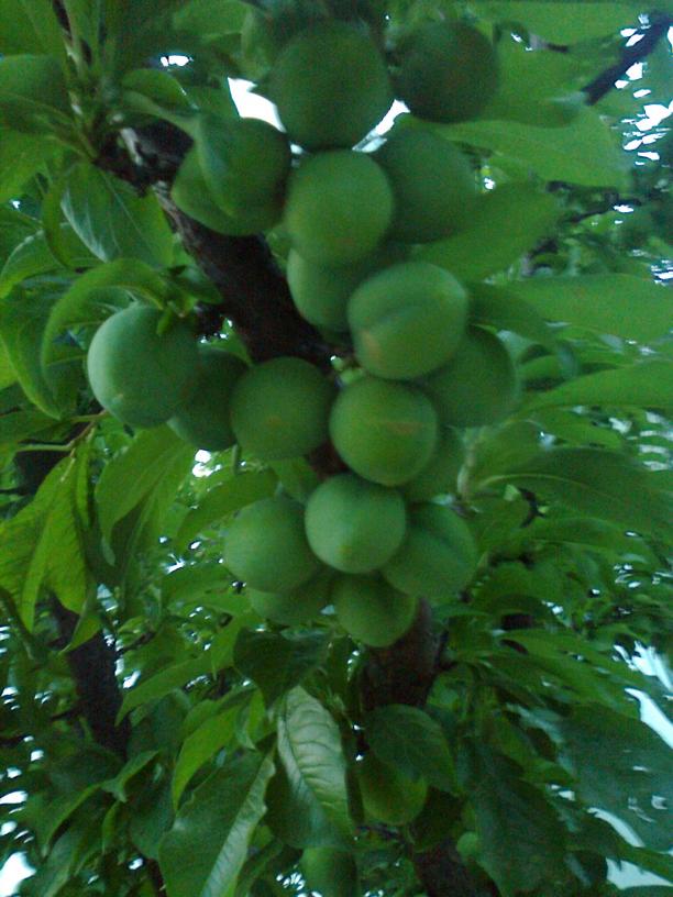 Name:  Fotoraf0891.jpg
Views: 560
Size:  70.3 KB