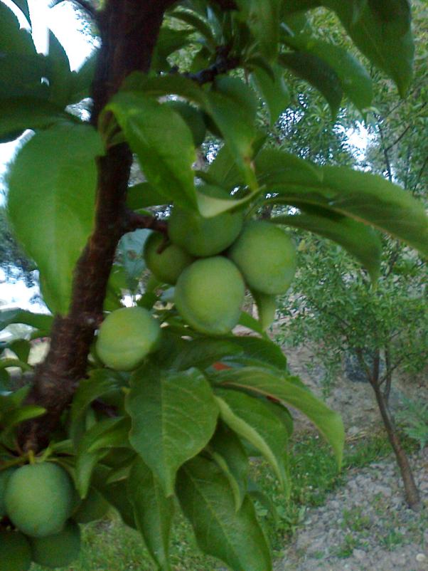 Name:  Fotoraf0890.jpg
Views: 571
Size:  71.5 KB