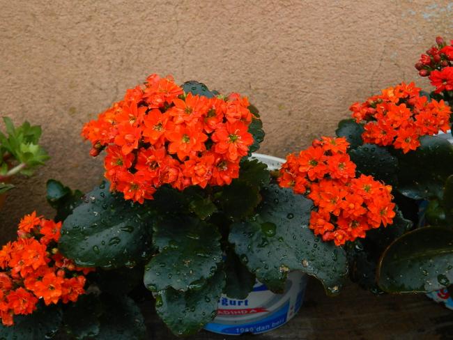 Name:  DSCN1664.jpg
Views: 537
Size:  55.4 KB