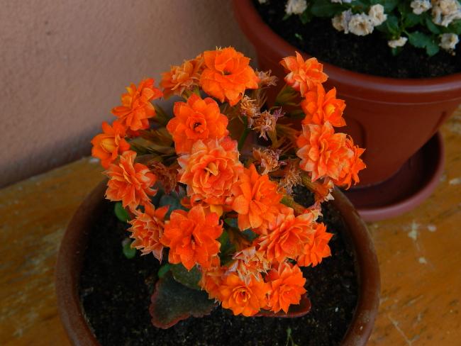 Name:  DSCN1668.jpg
Views: 584
Size:  43.9 KB