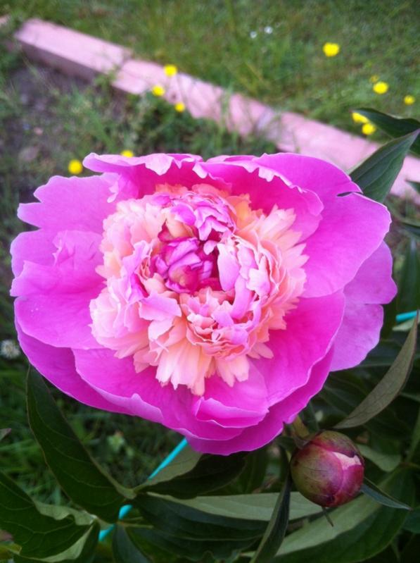 Name:  31-031.jpg
Views: 1321
Size:  62.4 KB