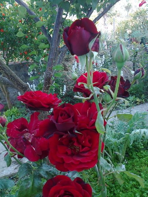 Name:  Fotoraf0922.jpg
Views: 533
Size:  76.6 KB