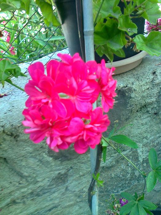 Name:  Fotoraf0918.jpg
Views: 571
Size:  75.1 KB