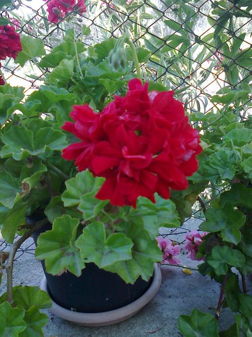Name:  Fotoraf0920.jpg
Views: 559
Size:  75.8 KB