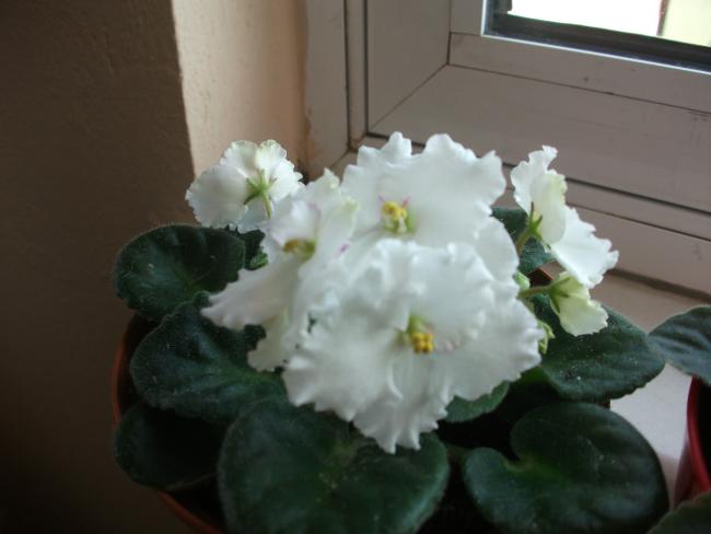 Name:  DSCF7226.jpg
Views: 554
Size:  26.9 KB