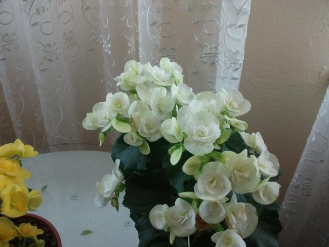 Name:  DSCF7238.jpg
Views: 549
Size:  36.6 KB