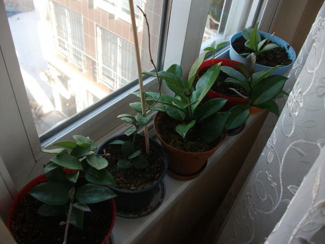 Name:  DSCF7236.jpg
Views: 536
Size:  41.2 KB