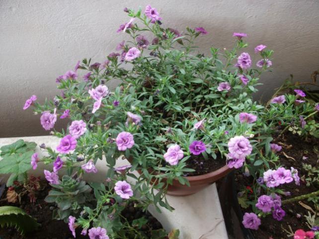 Name:  DSCF7188.jpg
Views: 564
Size:  62.3 KB