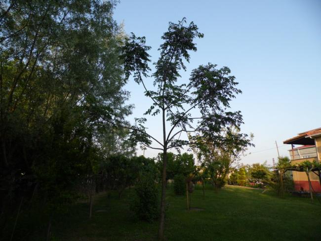 Name:  280-285.jpg
Views: 1171
Size:  54.2 KB