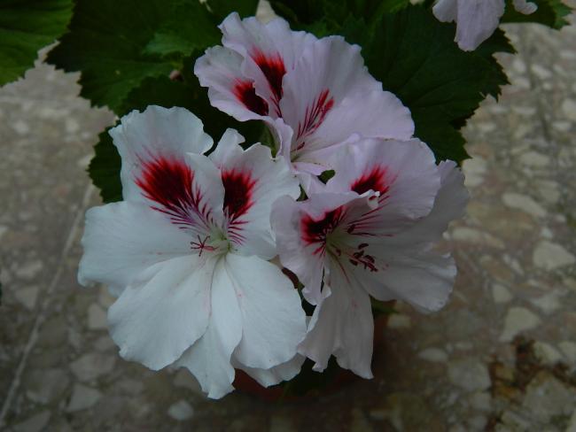 Name:  DSCN1684.jpg
Views: 1003
Size:  32.9 KB