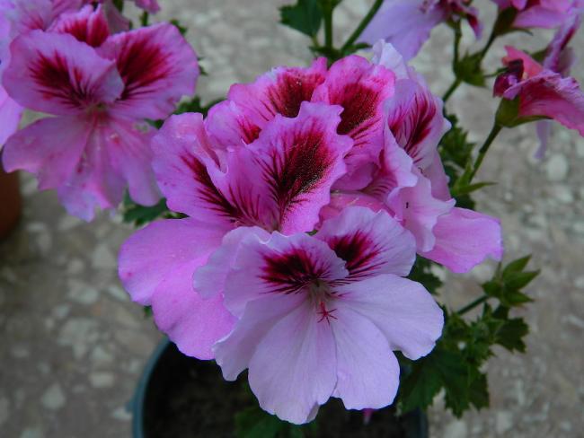 Name:  DSCN1687.jpg
Views: 976
Size:  40.4 KB