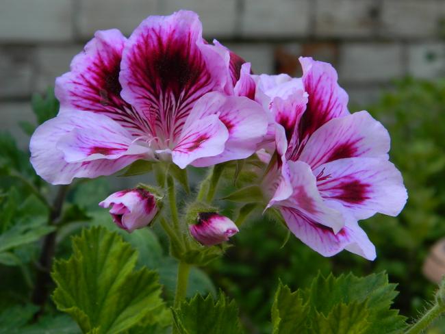 Name:  DSCN1695.jpg
Views: 1001
Size:  41.8 KB