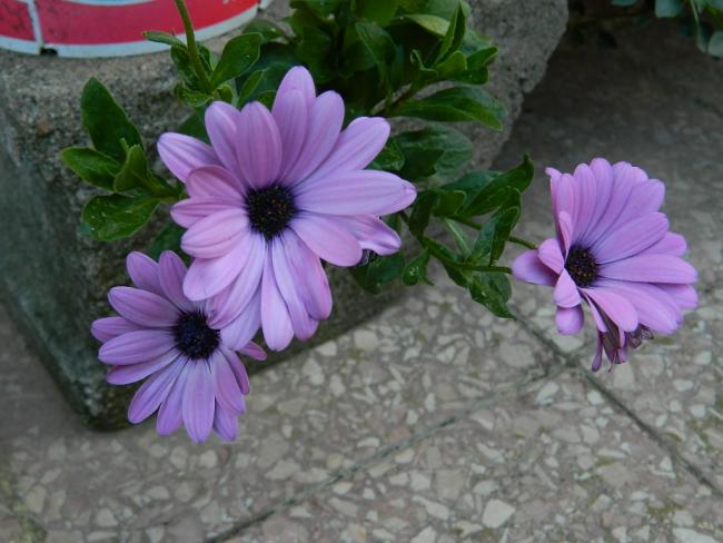 Name:  DSCN1692.jpg
Views: 980
Size:  45.1 KB