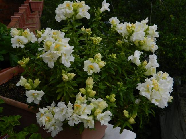 Name:  DSCN1554.jpg
Views: 984
Size:  54.9 KB