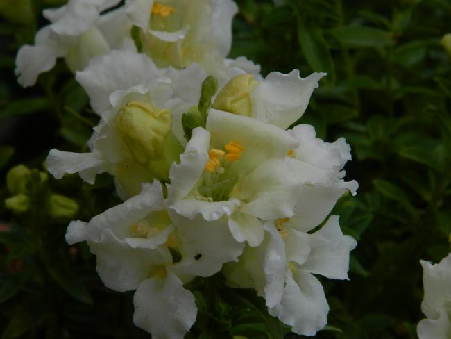 Name:  DSCN1553.jpg
Views: 975
Size:  27.8 KB