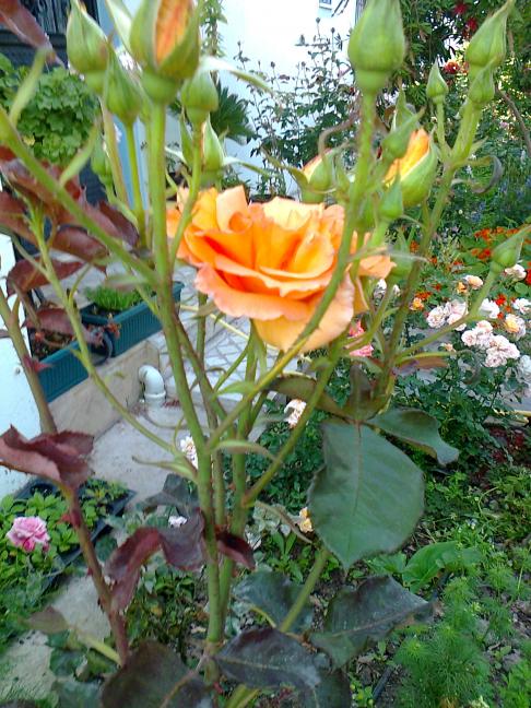 Name:  Fotoraf0939.jpg
Views: 836
Size:  77.5 KB
