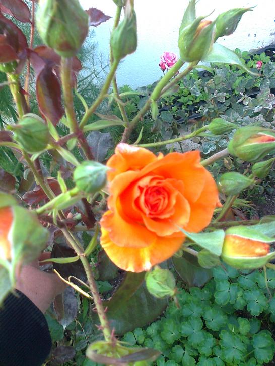 Name:  Fotoraf0932.jpg
Views: 628
Size:  75.1 KB