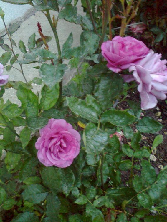 Name:  Fotoraf0896.jpg
Views: 883
Size:  72.6 KB