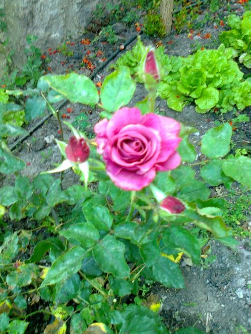 Name:  Fotoraf0926.jpg
Views: 843
Size:  77.7 KB