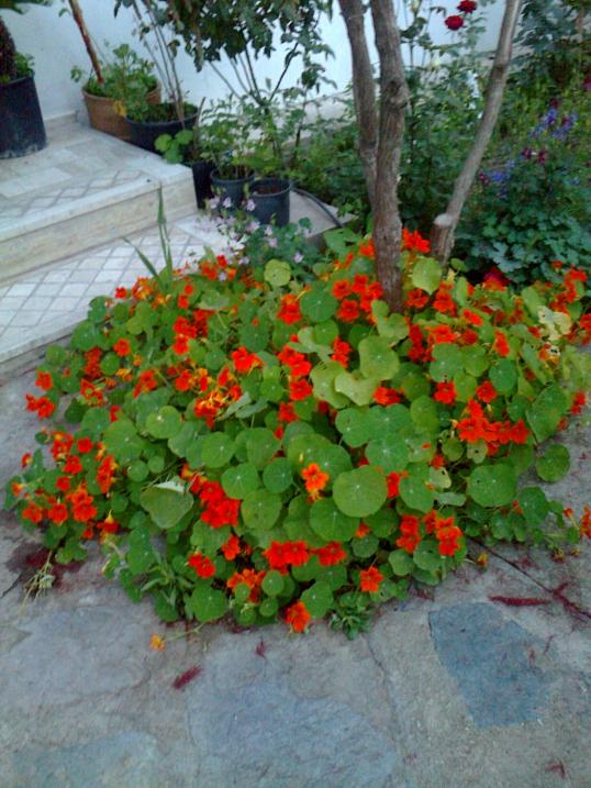 Name:  Fotoraf0899.jpg
Views: 614
Size:  74.9 KB