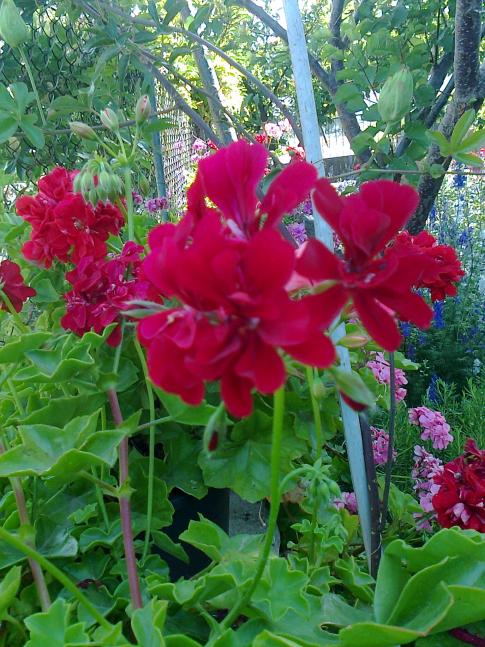 Name:  Fotoraf0921.jpg
Views: 677
Size:  77.0 KB