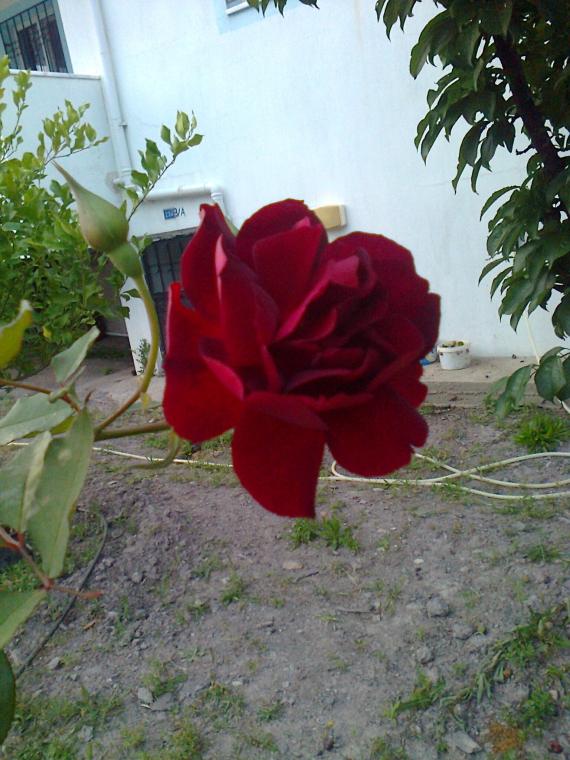 Name:  Fotoraf0886.jpg
Views: 905
Size:  72.7 KB