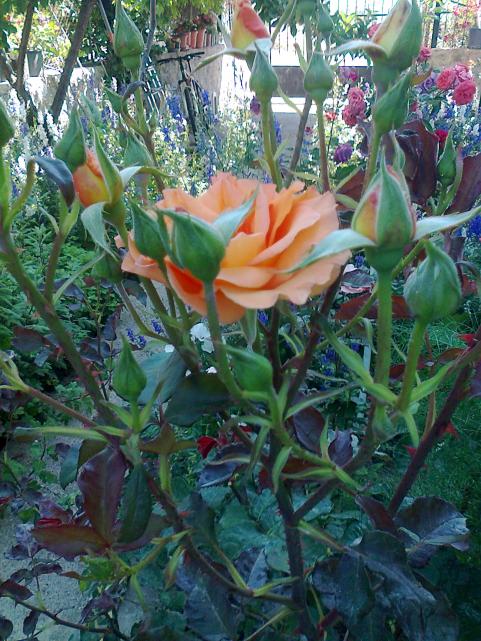 Name:  Fotoraf0940.jpg
Views: 846
Size:  77.7 KB