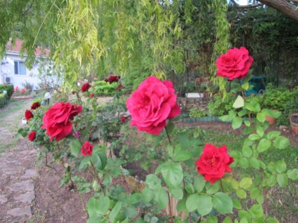 Name:  IMG_4527 (600 x 450).jpg
Views: 891
Size:  55.0 KB
