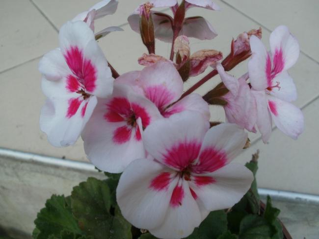 Name:  P5230690a.jpg
Views: 360
Size:  31.3 KB