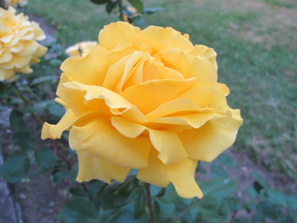 Name:  IMG_4532 (600 x 450).jpg
Views: 702
Size:  49.5 KB