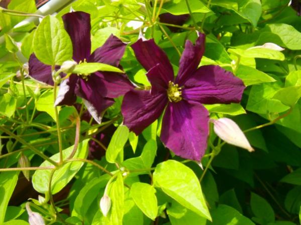 Name:  clematis.jpg
Views: 795
Size:  48.8 KB