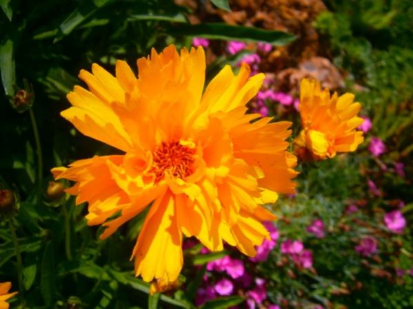 Name:  coreopsis.jpg
Views: 797
Size:  40.3 KB