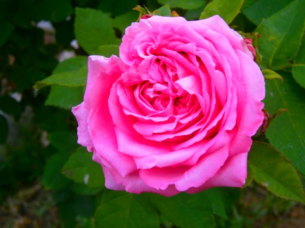 Name:  gl6.jpg
Views: 982
Size:  58.1 KB