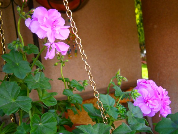 Name:  sardunya.jpg
Views: 986
Size:  66.4 KB