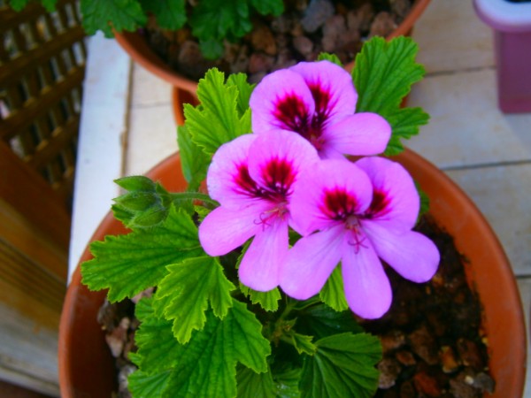 Name:  sardun.jpg
Views: 963
Size:  61.2 KB